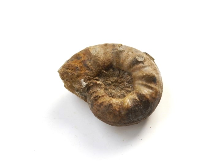 Sonninia propinquans