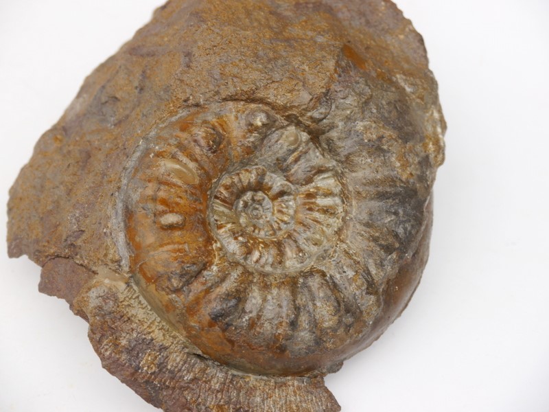 Sonninia propinquans