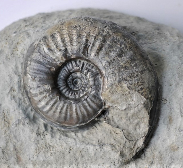 Sonninia sp.