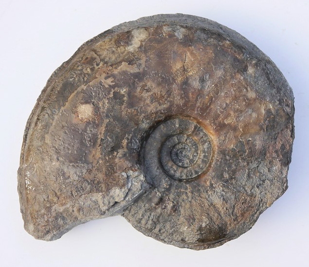 Sonninia sp.
