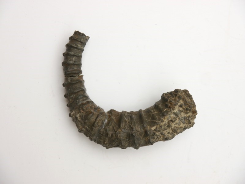 Spiroceras orbignyi