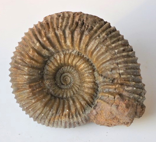 Stephanoceras (Normannites) mitis