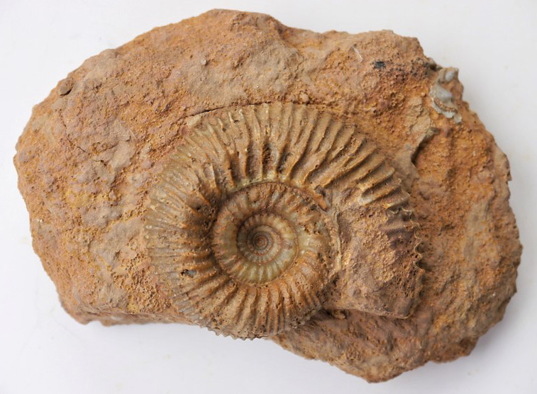 Stephanoceras (Normannites) sp.