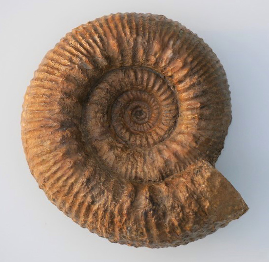 Stephanoceras sp.