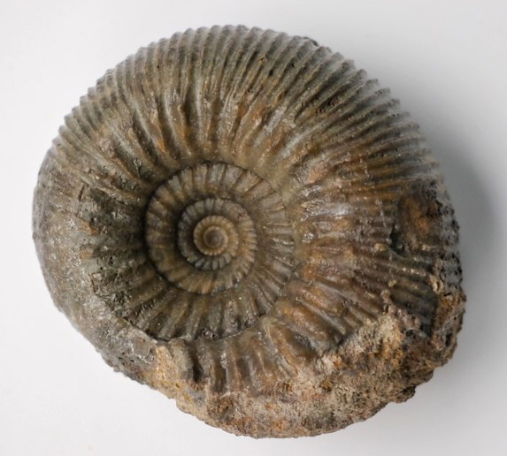 Stephanoceras sp.