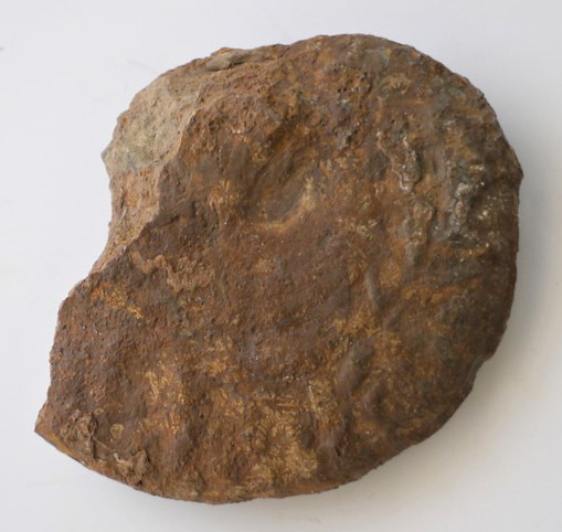 Strigoceras symplectum