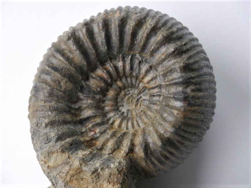 Teloceras blagdeni