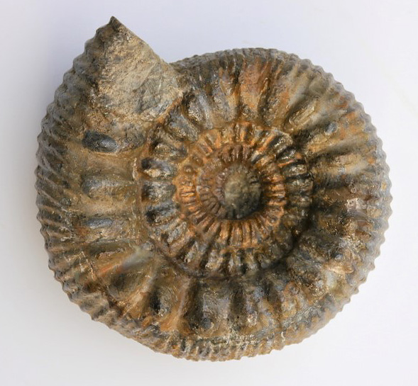Teloceras frechi