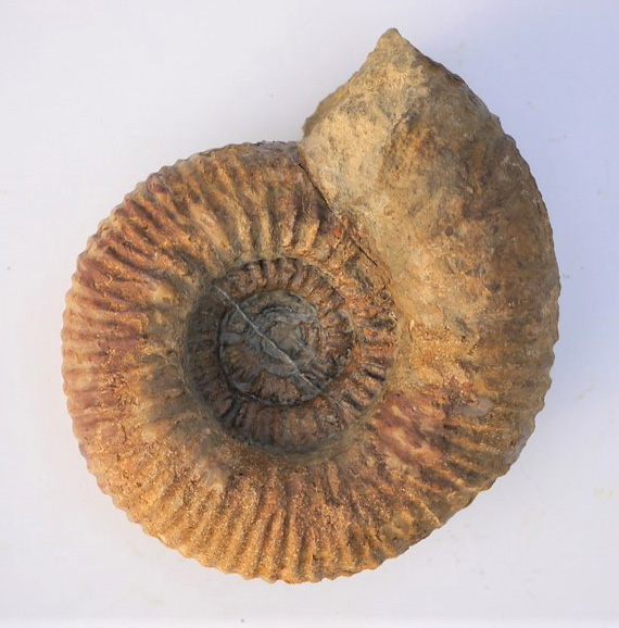 Teloceras sp.