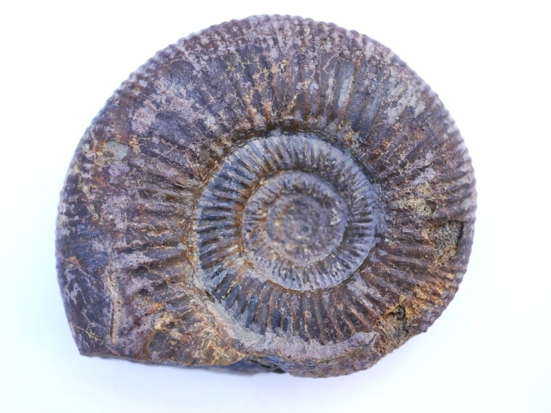 Vermisphinctes aff. vermiformis