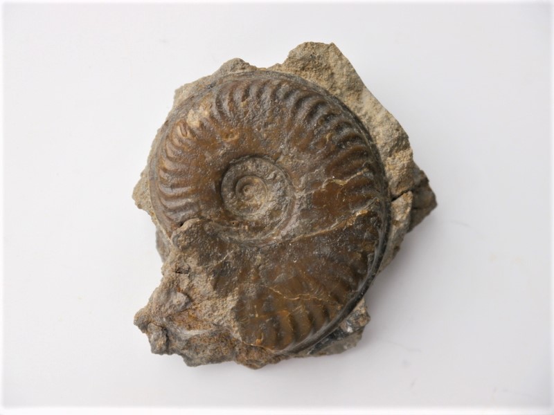 Witchellia pseudoromanoides