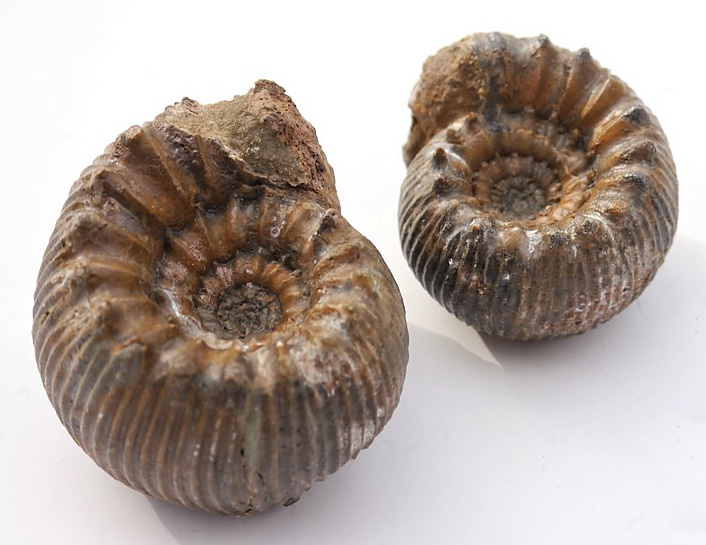 Zwei Pseudoteloceraten sp.