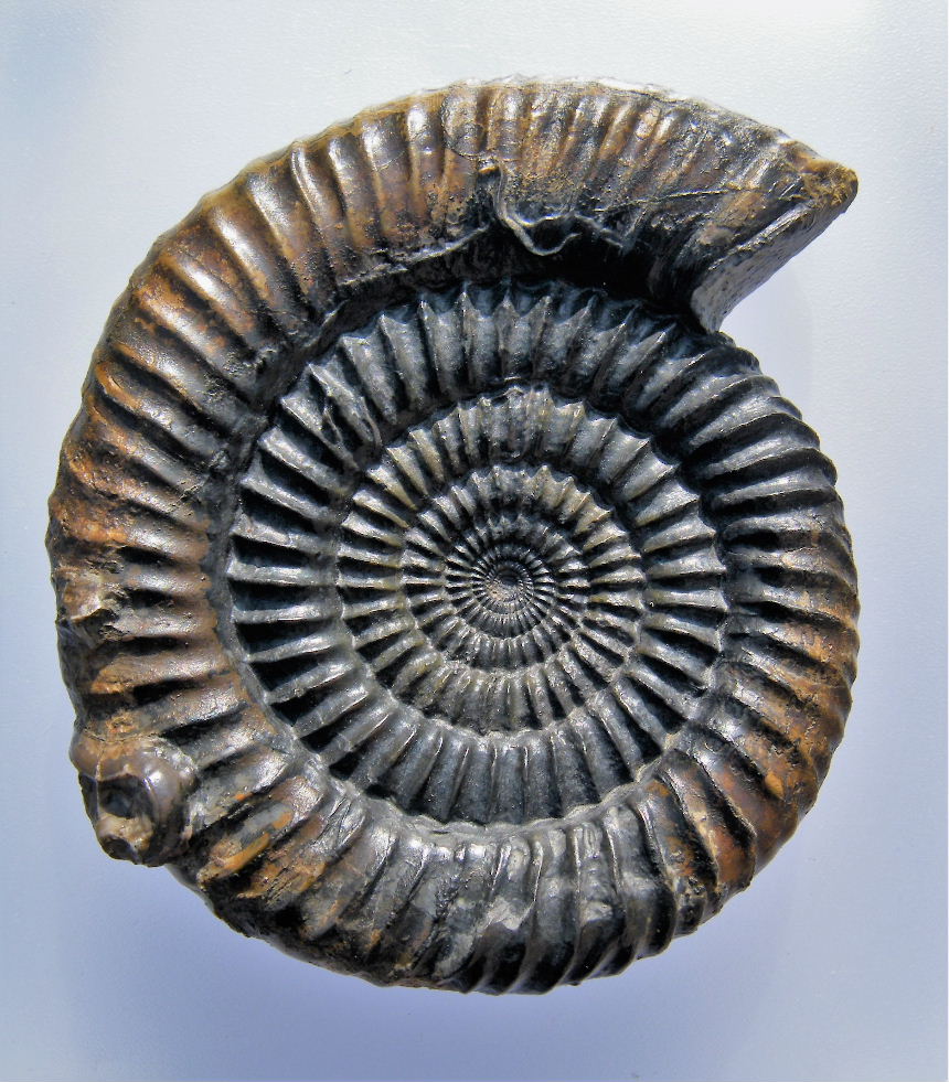 Caumontisphinctes hennigi (Bentz)