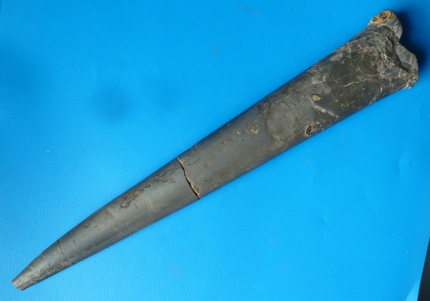 Megateuthis elliptica