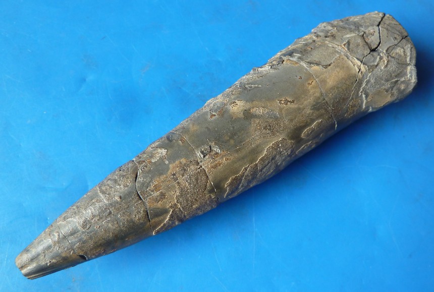 Megateuthis gigantea