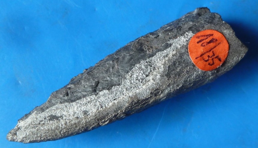 Megateuthis gigantea