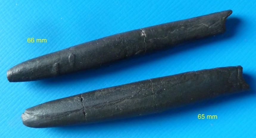Neoclavibelus subclavatus
