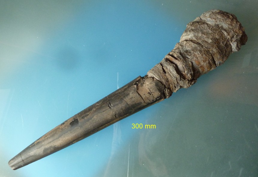 Phragmokon