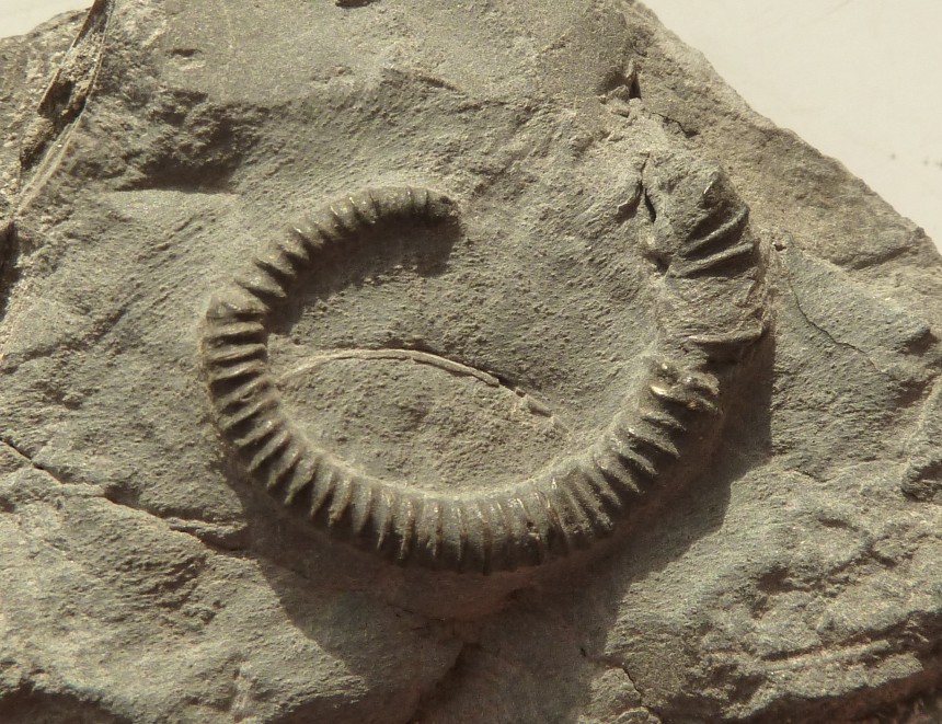 Spiroceras sp.