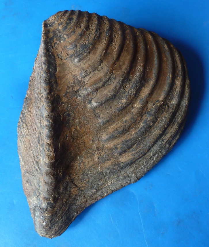 Trigonia interlaevigata