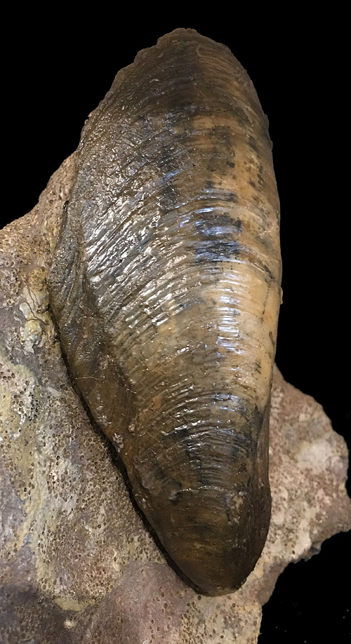 Myoconcha sp.