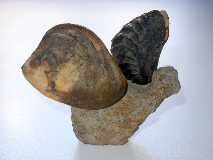 Neocrassina obliqua und Myophorella clavellata