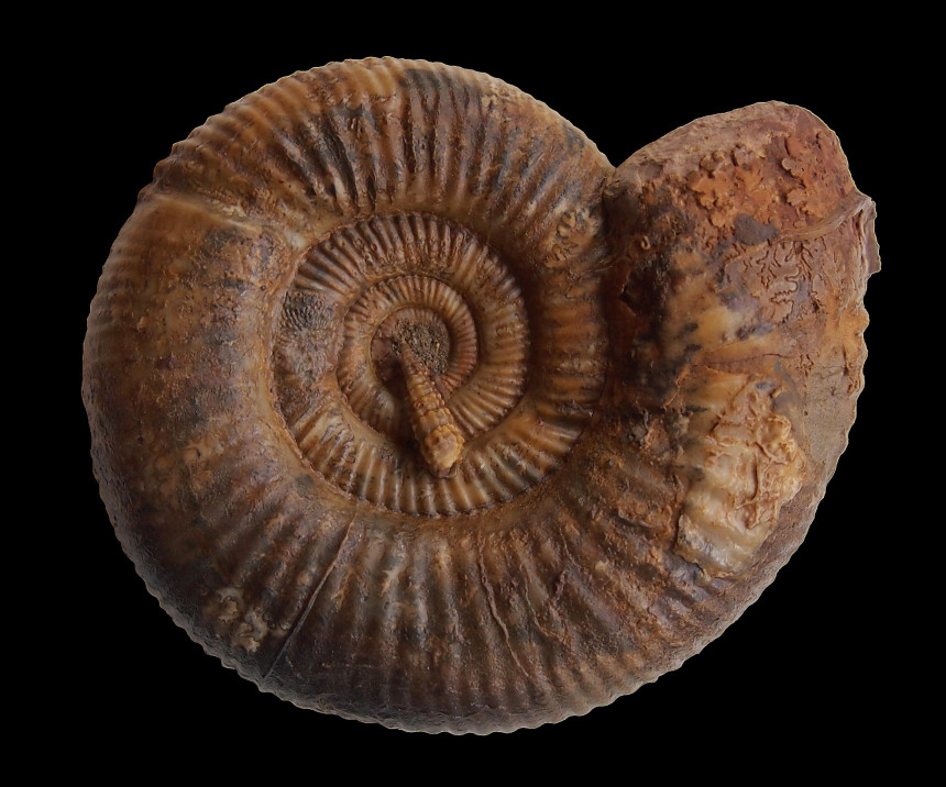 Vermisphinctes aff. stomphus (Buckman 1921)