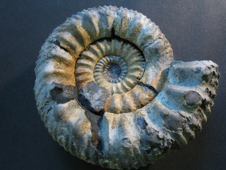 Kumatostephanus perjucundus