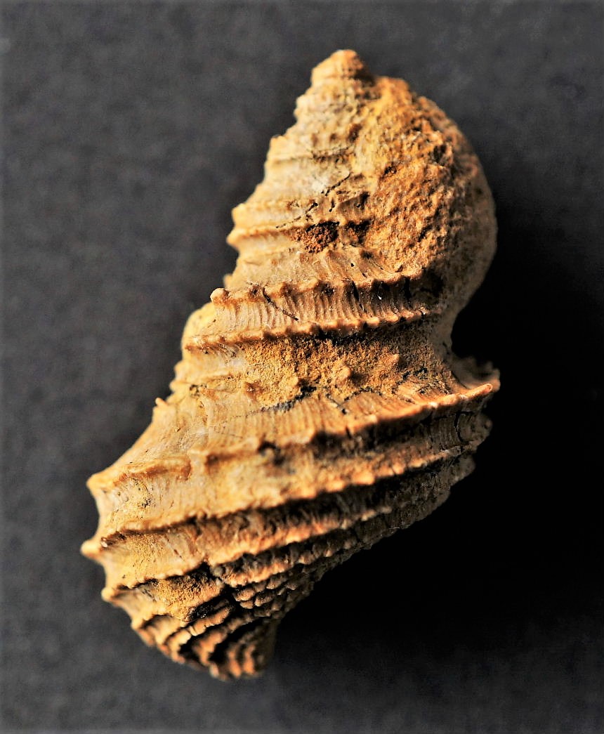 Eucycloscala murchisoni