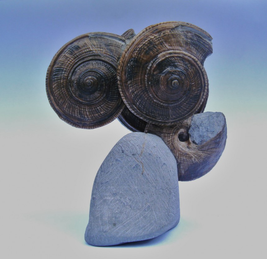 Obornella lentiformis (EUDES-DESLONGCHAMPS, 1849)