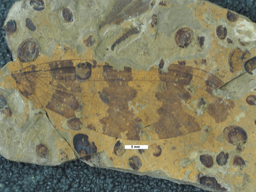 Chorilingia translucida Shi, Wang, Yang & Dong, 2012
