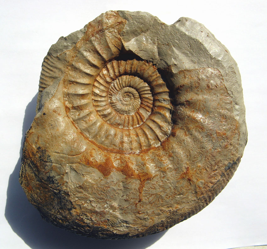 Ataxioceras cf. striatellum