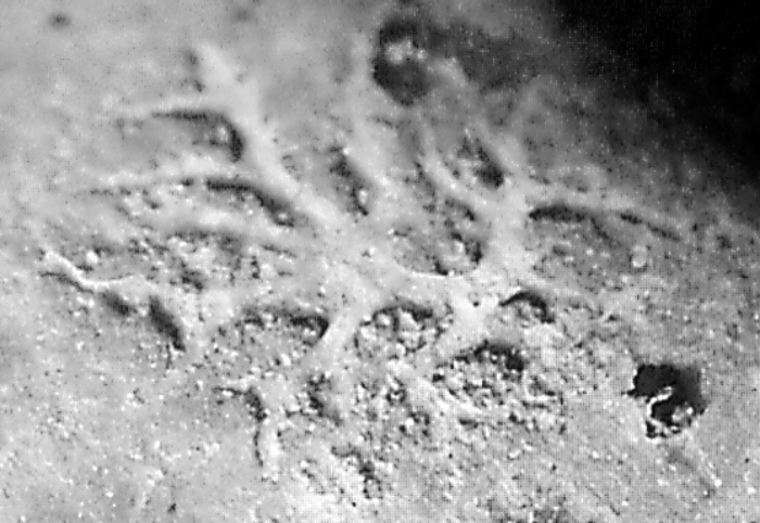 Calcideletrix anomala (Mägdefrau, 1937) – natürlicher Ausguss