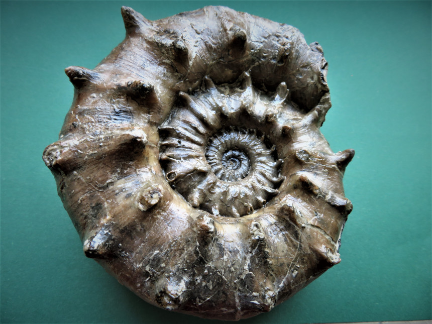 Euaspidoceras sp.