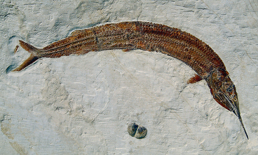 Aspidorchynchus acutirostris BLAINVILLE 1818