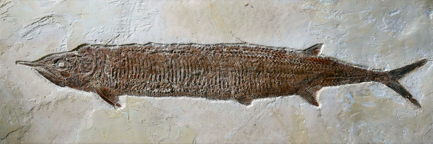 Aspidorchynchus sanzenbacheri, BRITO & EBERT 2009