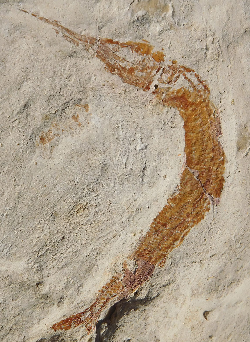 Aspidorhynchus acutirostris