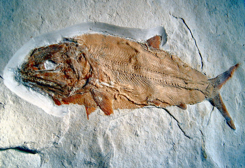Caturus furcatus AGASSIZ, 1834