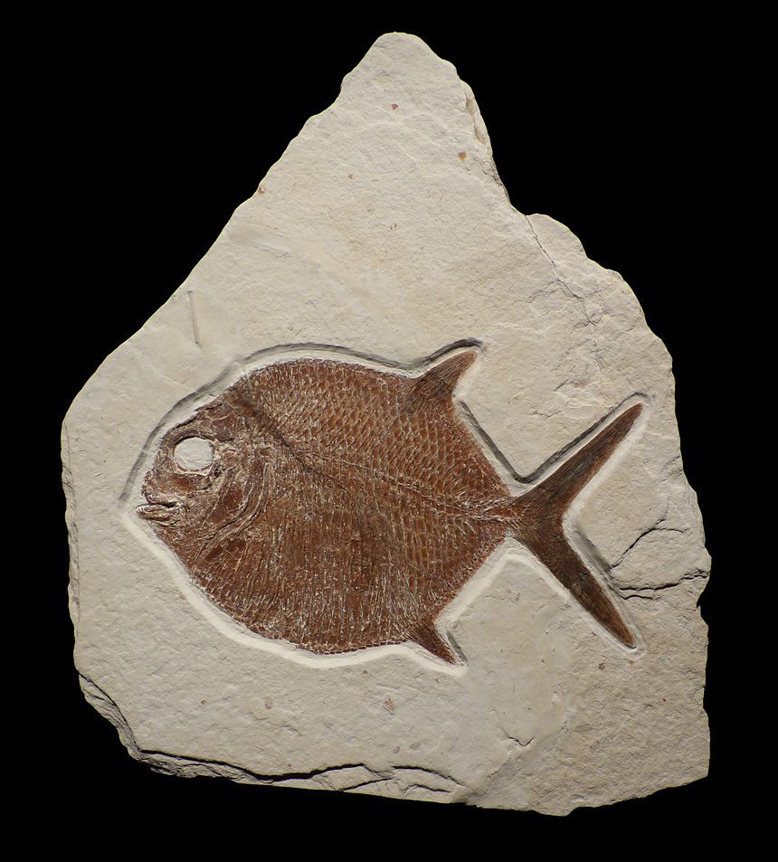 Gyrodus sp.