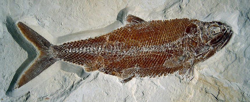 Pholidophorus sp.