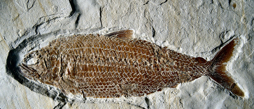 Pholidophorus sp.