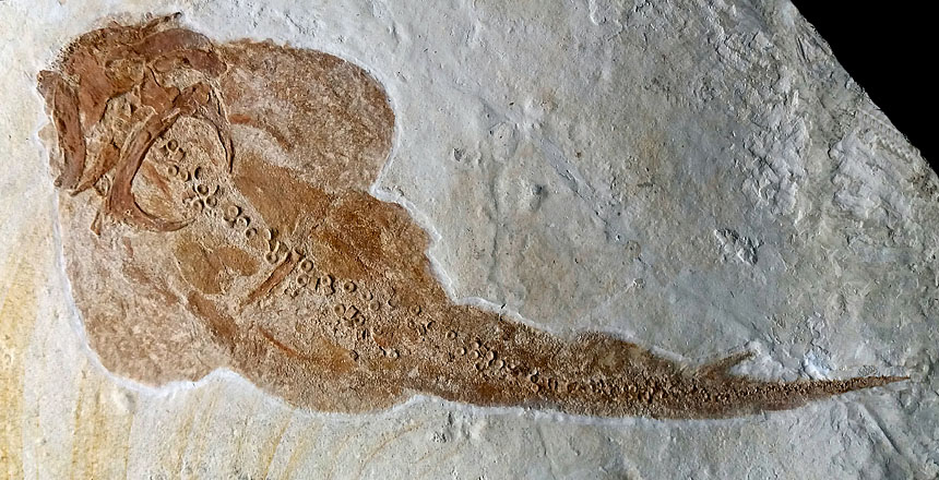 Pseudorhina sp.