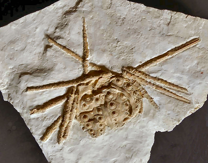 Rhabdocidaris orbignyna