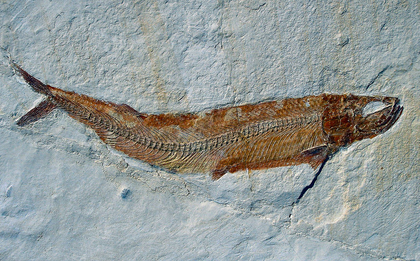 Thrissops sp.