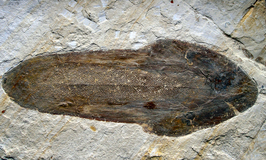 Trachyteuthis hastiformis RUEPPEL, 1829