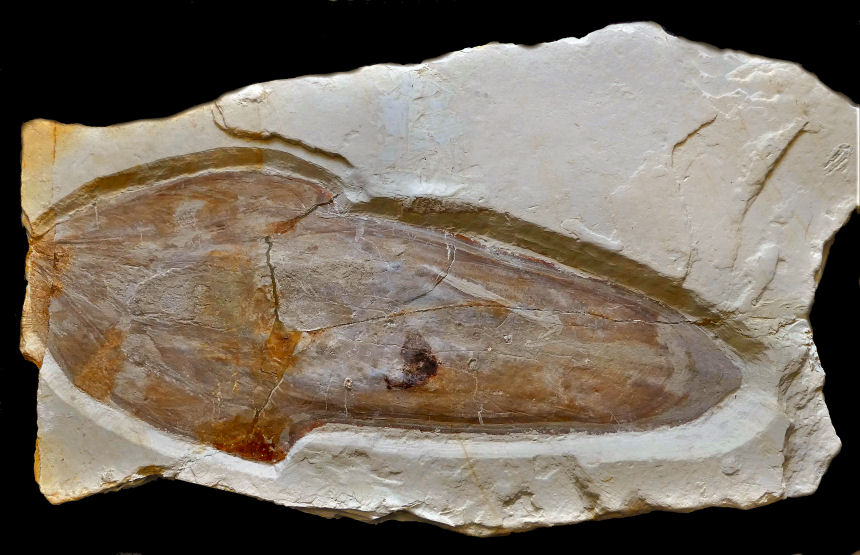 Trachyteuthis hastiformis RUEPPEL 1829