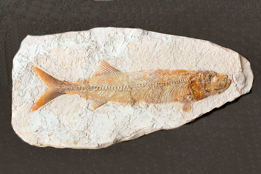 Anaethalion angustissimus MUENSTER, 1839