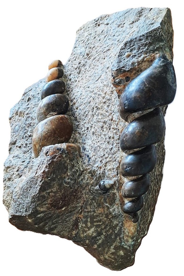 Pseudomelania ? heddingtonsis