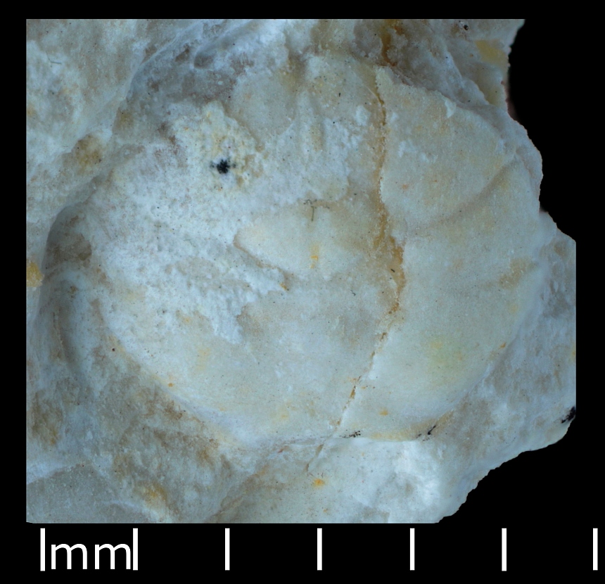 Cycloprosopon (Lorenthey & Beurlen,1929) sp.