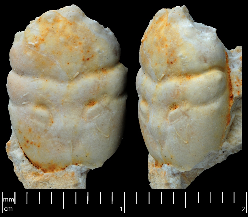 Longodromites cf. excisus oder cf. angustus